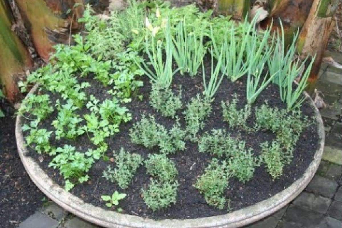 Faça uma horta na sua casa de um jeito bem fácil aprendendo a plantar temperos em vasos