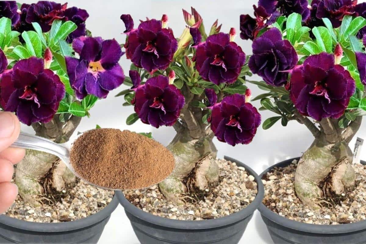 Com essa solução caseira para plantas seus vasos vão ficar lotados de flores