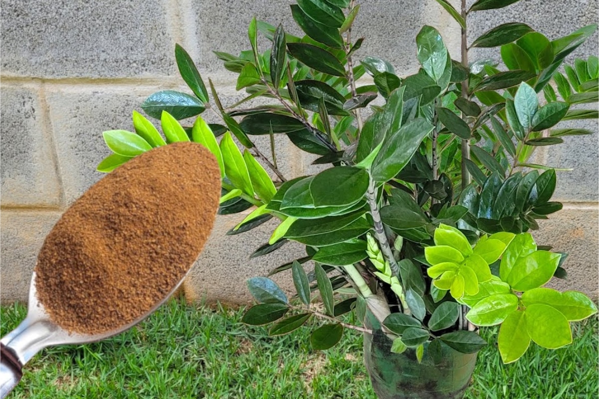 Como fazer adubo caseiro: ótimo para qualquer planta crescer