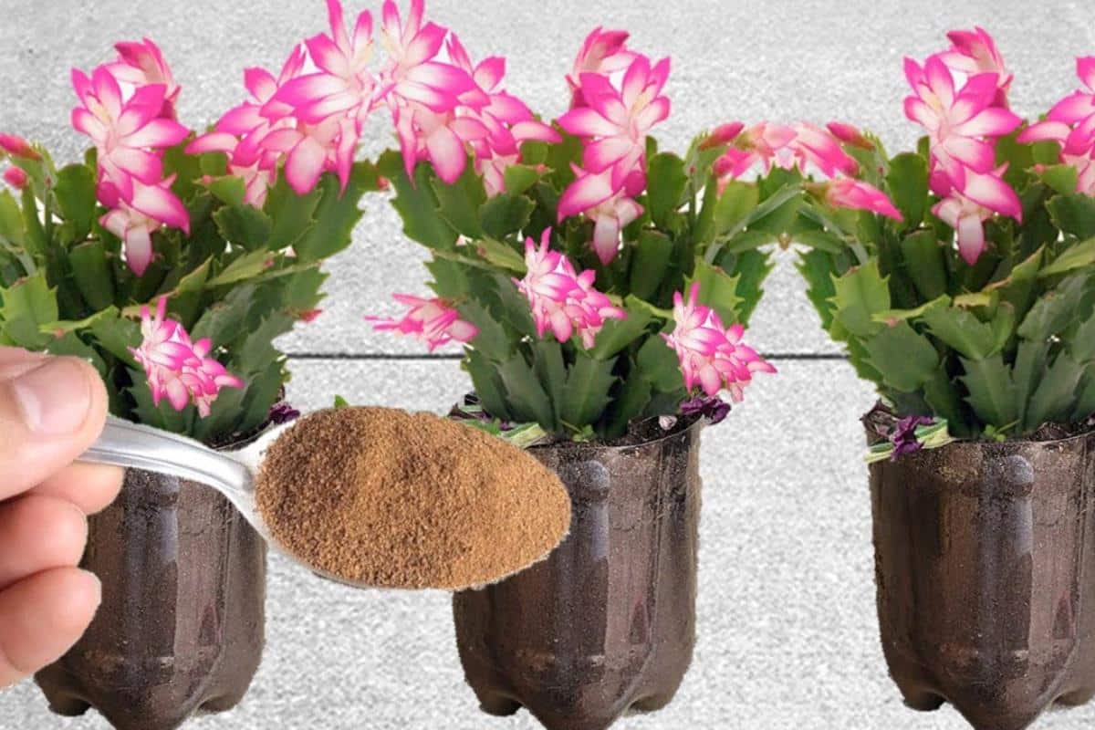 Veja como fazer esse adubo caseiro que faz suas plantas florirem o ano todo