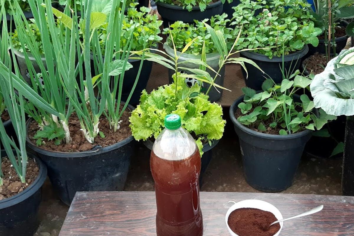 Adubo caseiro de borra de café: serve para qualquer planta e é muito eficiente
