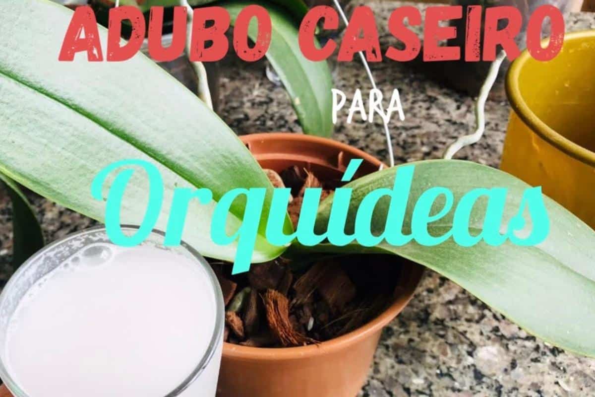 Adubo caseiro para orquídeas: seus vasos vão explodir de tantas flores