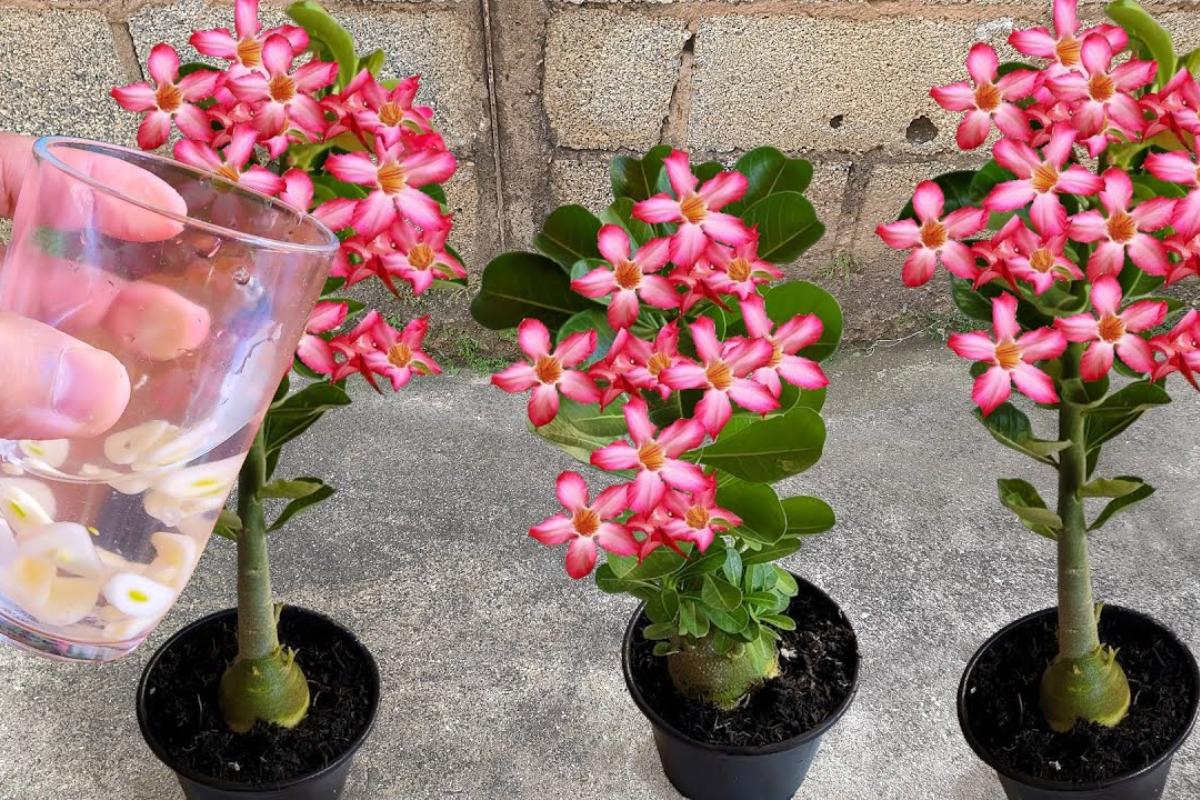 Adubo caseiro para rosa do deserto: seu quintal vai ficar florido o ano todo