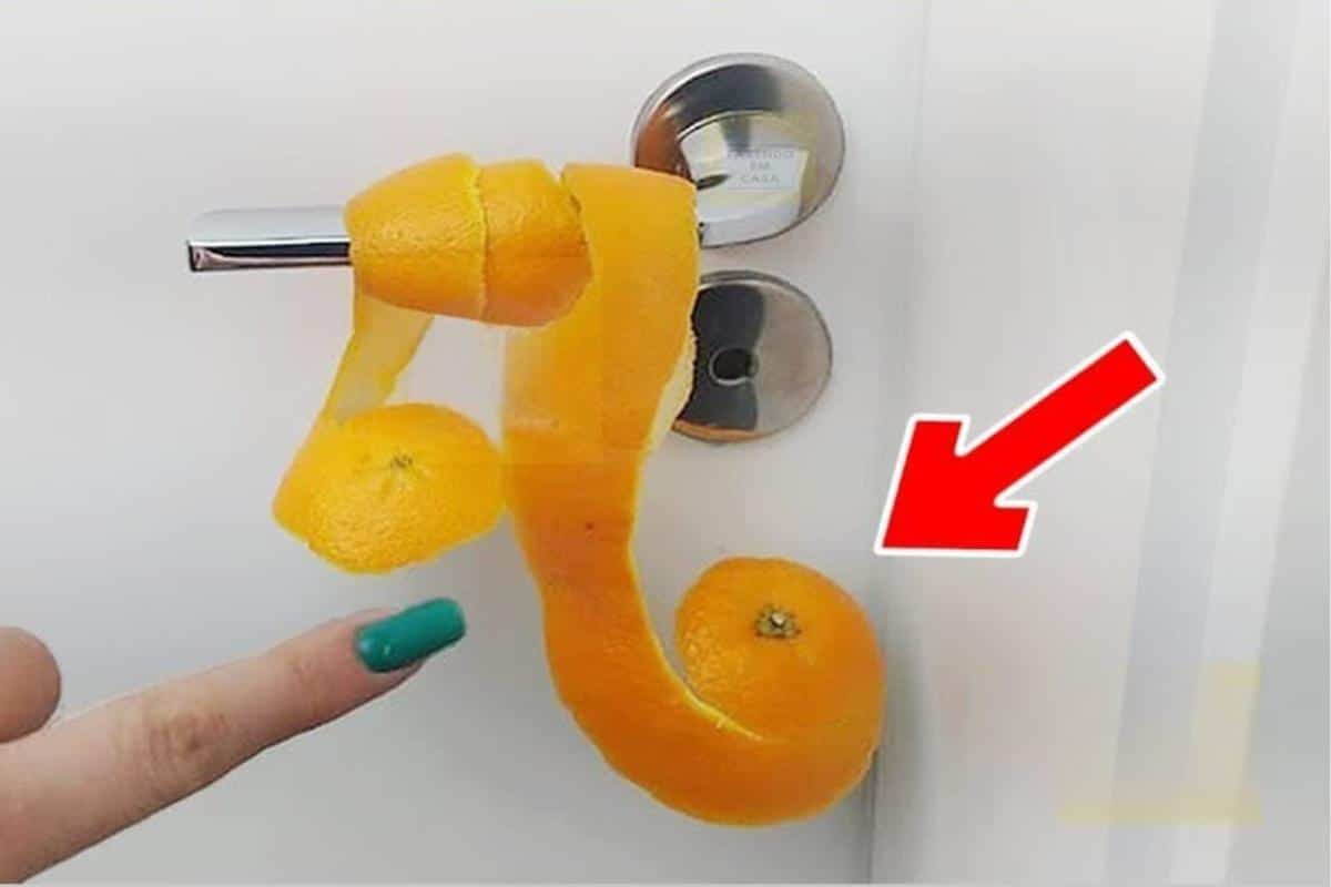 Não imaginei que colocar casca de laranja atrás da porta daria tanto resultado
