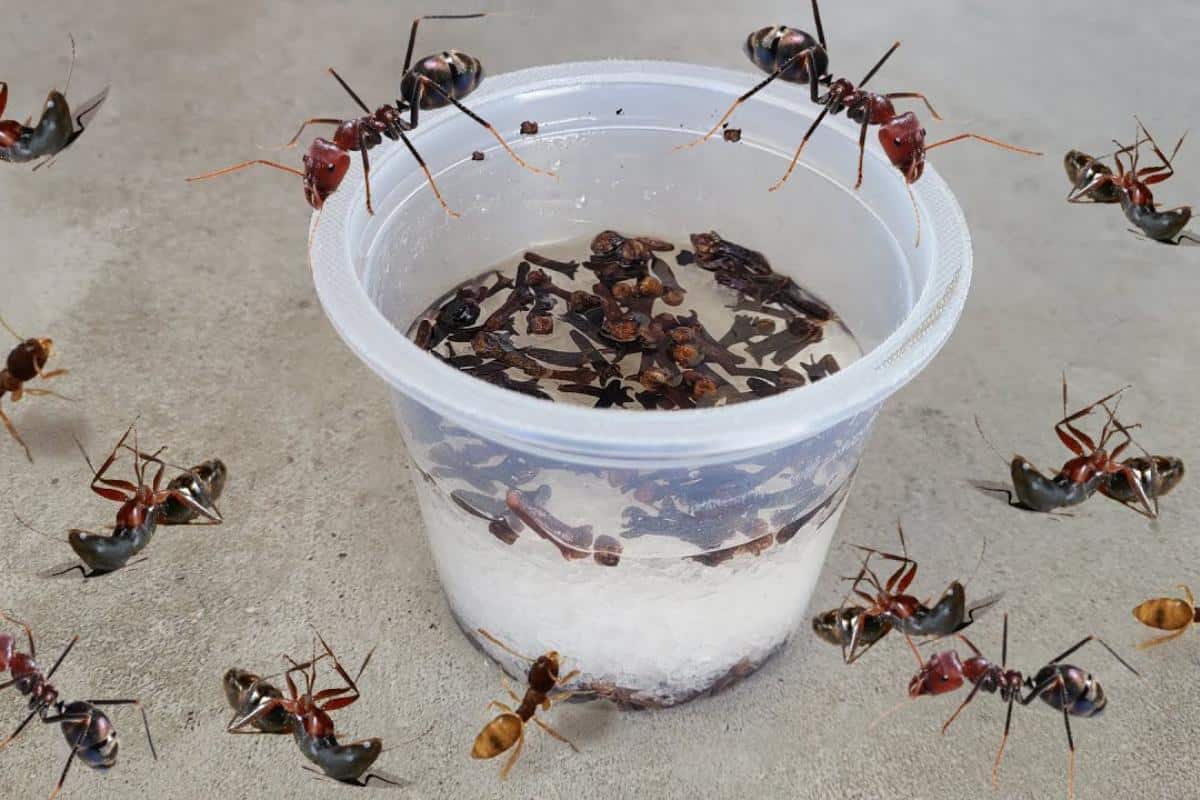 Como acabar com as formigas da cozinha de uma vez por todas