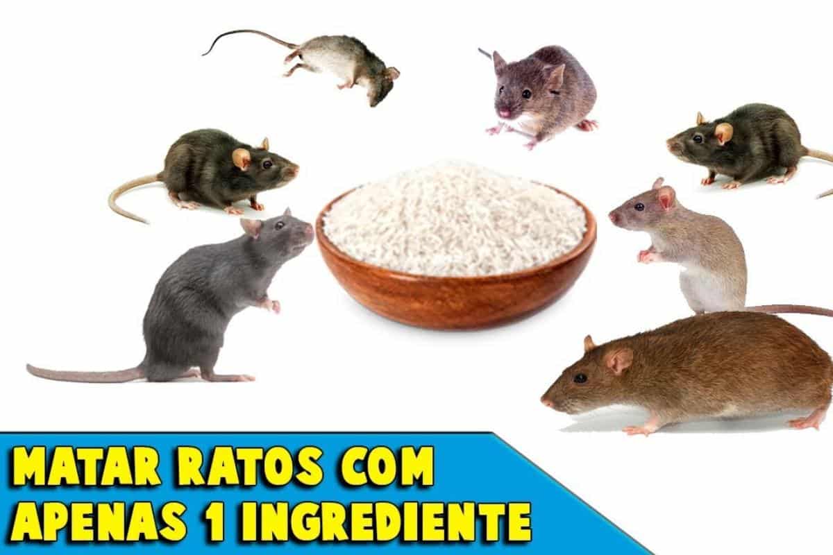 Como acabar com os ratos da sua casa sem precisar comprar veneno