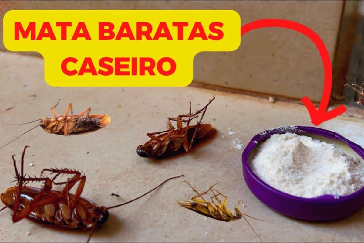 Como espantar baratas da sua casa de uma vez por todas sem precisar de veneno