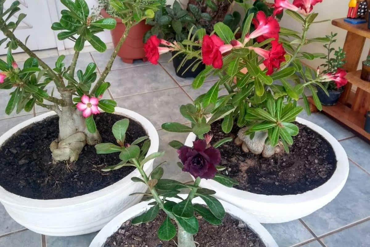 Como fazer rosa do deserto florir com uma técnica fácil que qualquer pessoa consegue