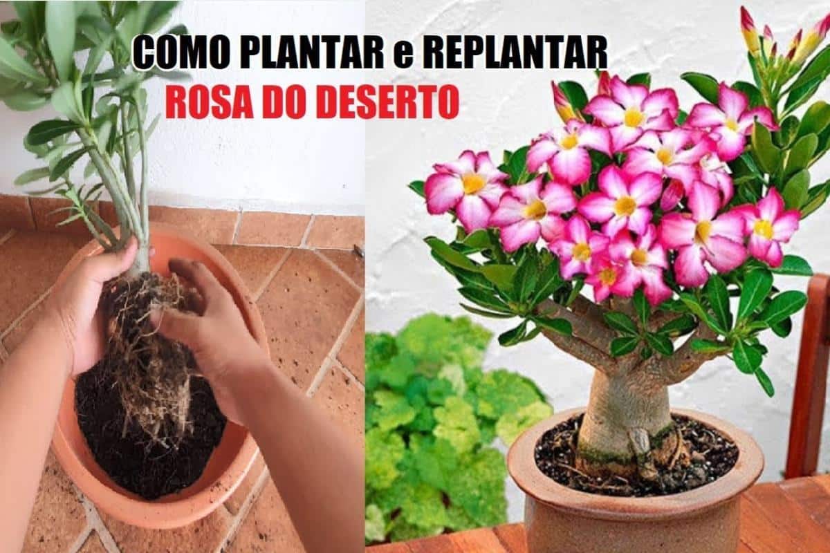 Como plantar rosa do deserto do jeito certo que faz florir rapidinho