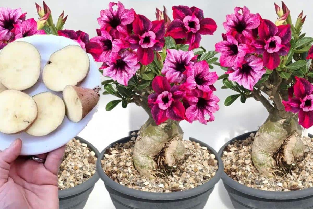 Dica para rosa do deserto florir o ano todo nos vasos do seu quintal