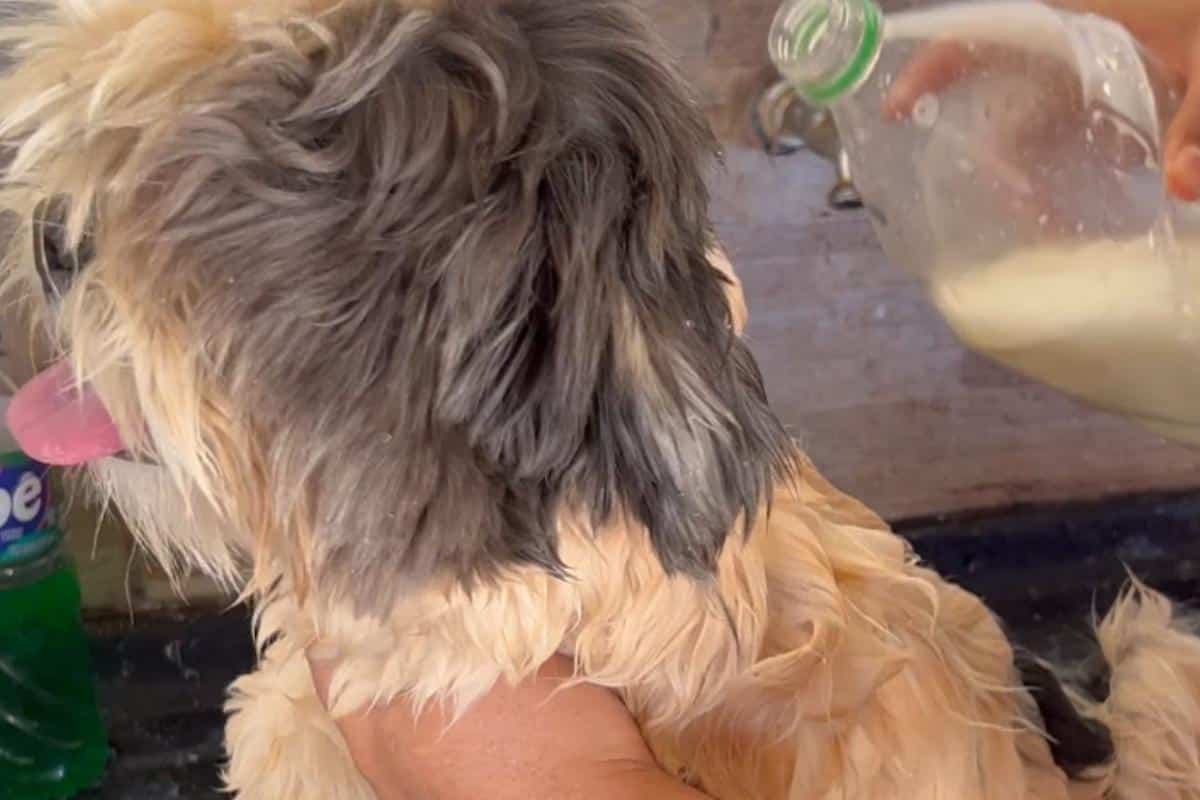 Como acabar com pulgas e carrapatos do seu pet sem precisar levar no pet shop