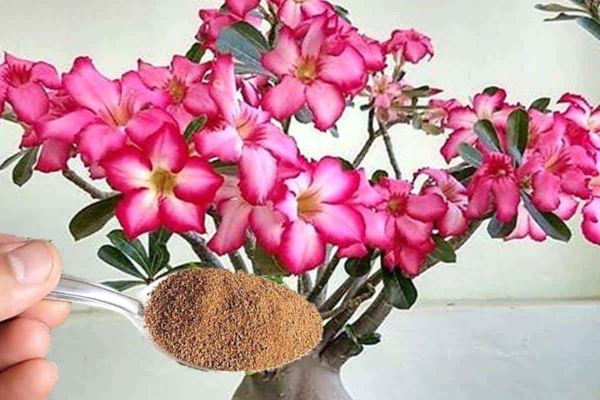 Adubo caseiro para flores: dica caseira que não falha para seu vaso lotar de flores