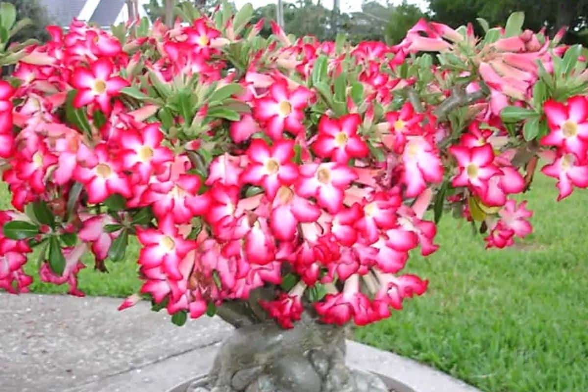 Adubo caseiro para rosa do deserto: seu quintal vai ficar florido o ano inteiro