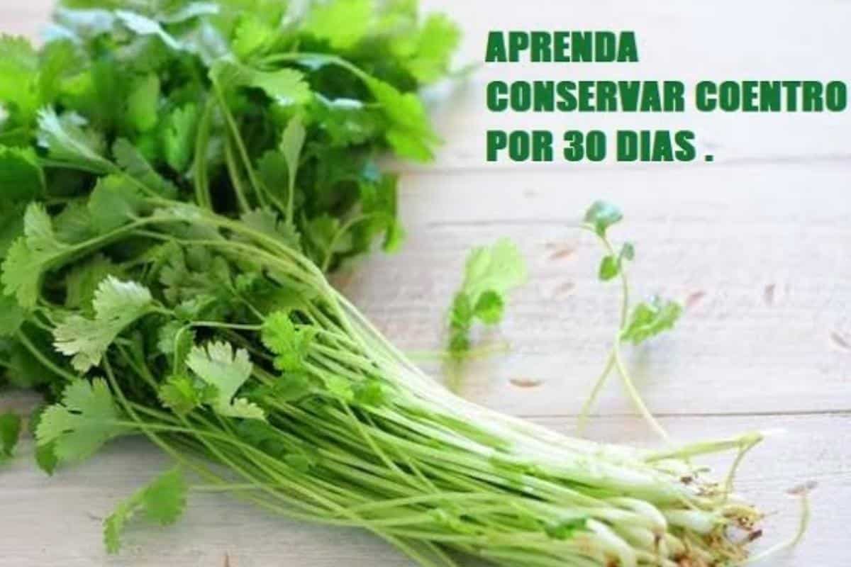 Como conservar coentro na geladeira sem murchar por mais tempo