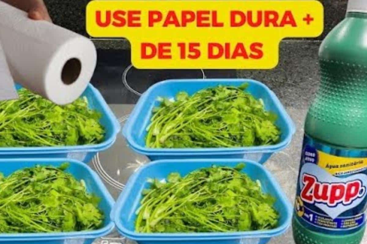 Como conservar folhas na geladeira: você vai ter salada fresquinha a semana toda