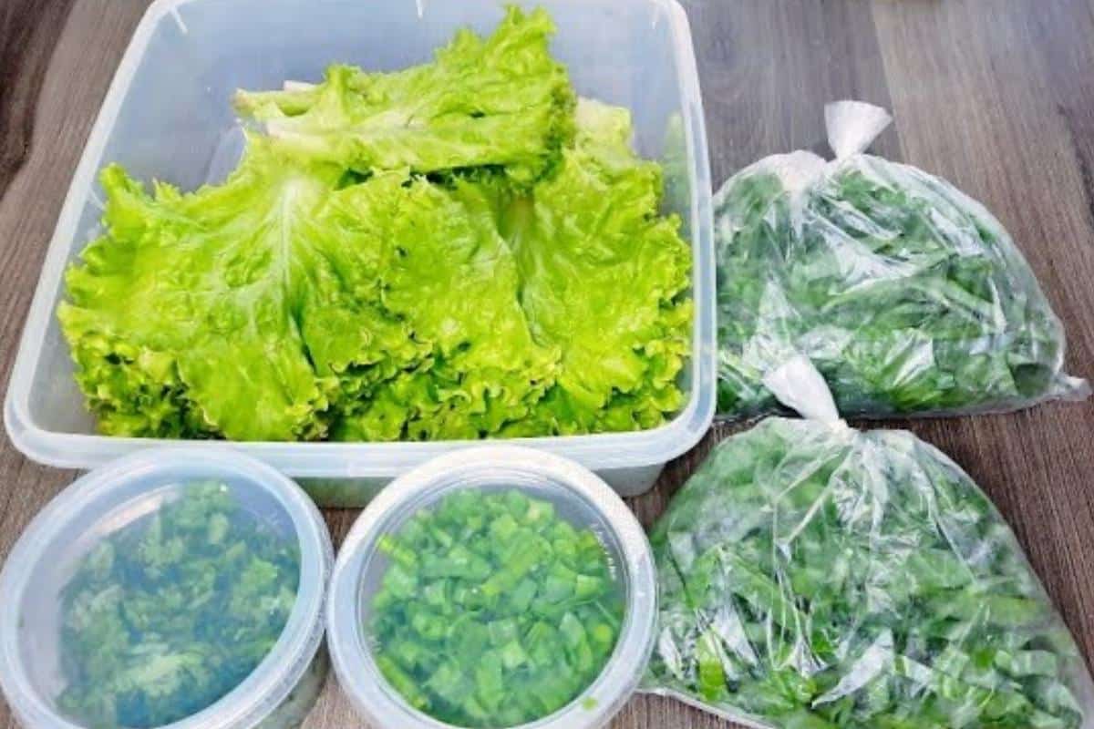 Como conservar folhas na geladeira: vai ter verdura fresquinha a semana toda