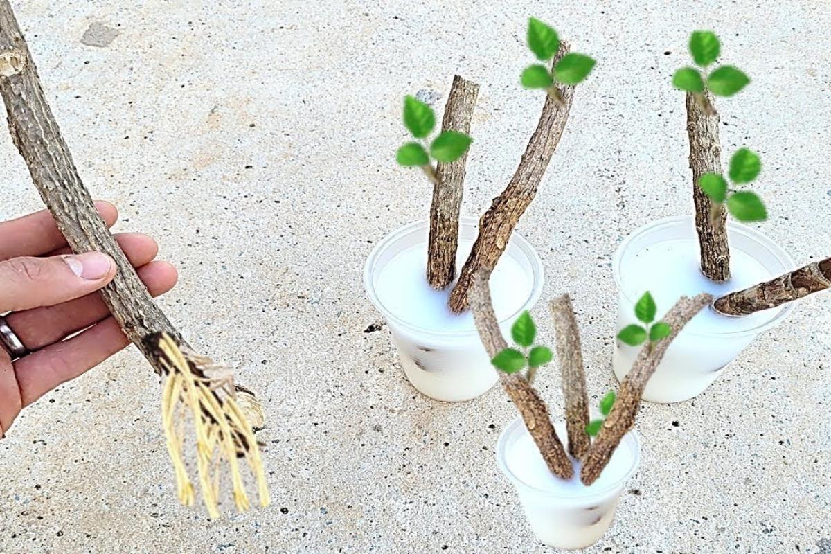 Como enraizar galhos de plantas: essa técnica é tão fácil que qualquer pessoa consegue