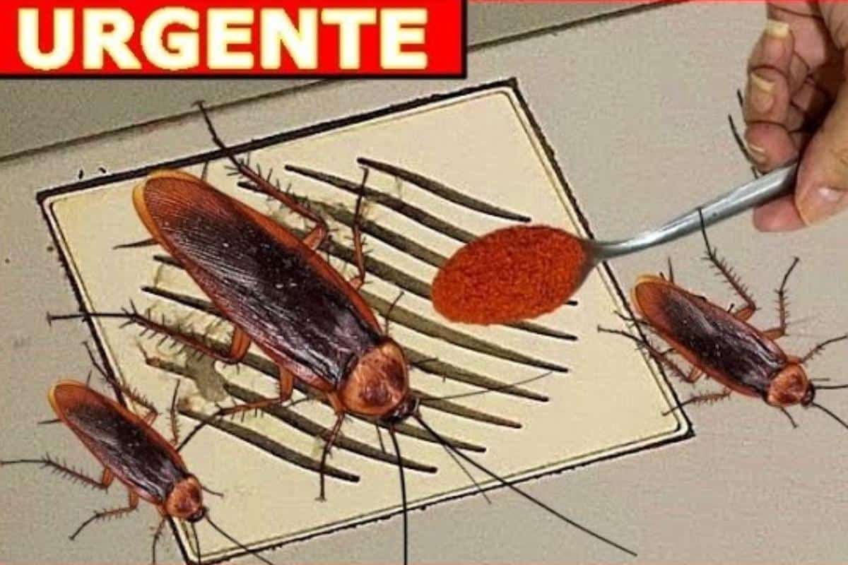Como espantar baratas da sua casa sem precisar de dedetização
