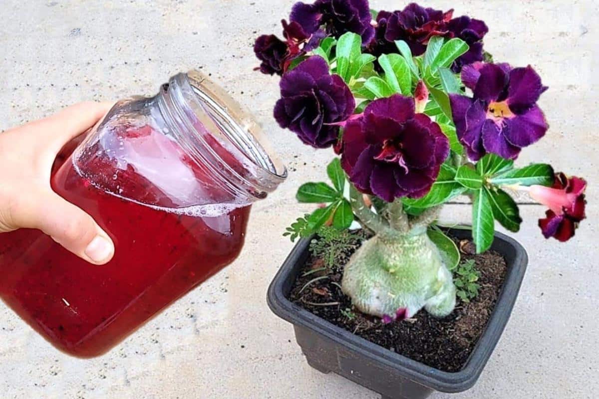 Adubo caseiro para flores: veja o que fazer para ter flores lindas e fortes o ano todo