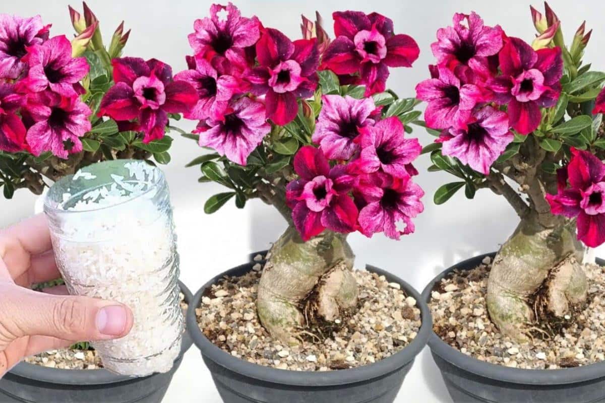 Adubo caseiro para rosa do deserto: veja o que fazer para seu vaso explodir de flores