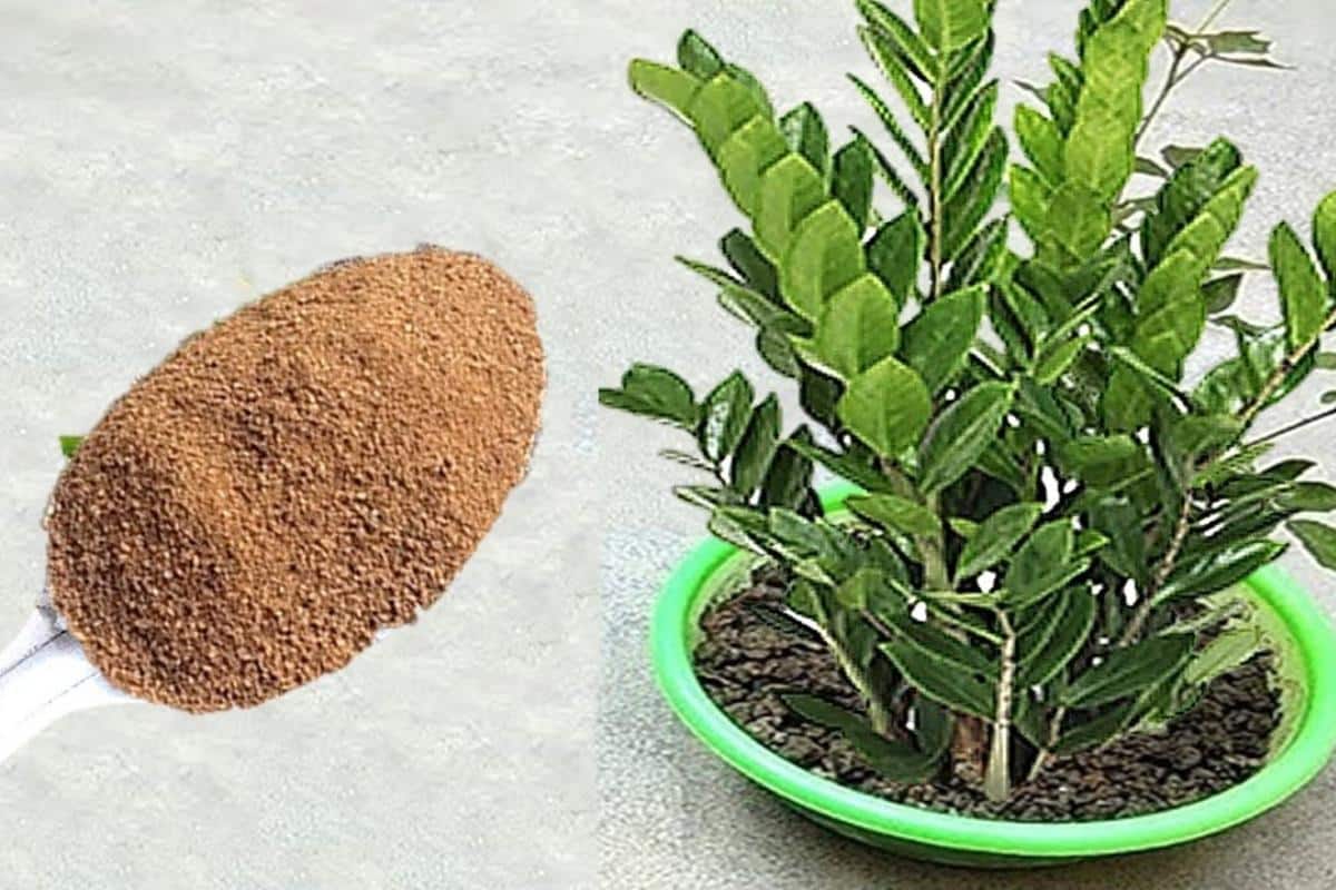 Adubo que faz a planta crescer: fica forte e bonita o ano todo