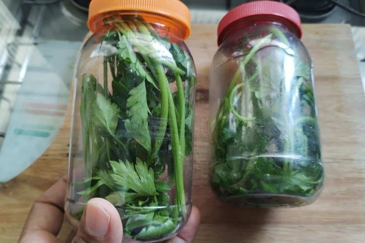 Como conservar cheiro verde: não murcha e fica fresquinho por mais dias