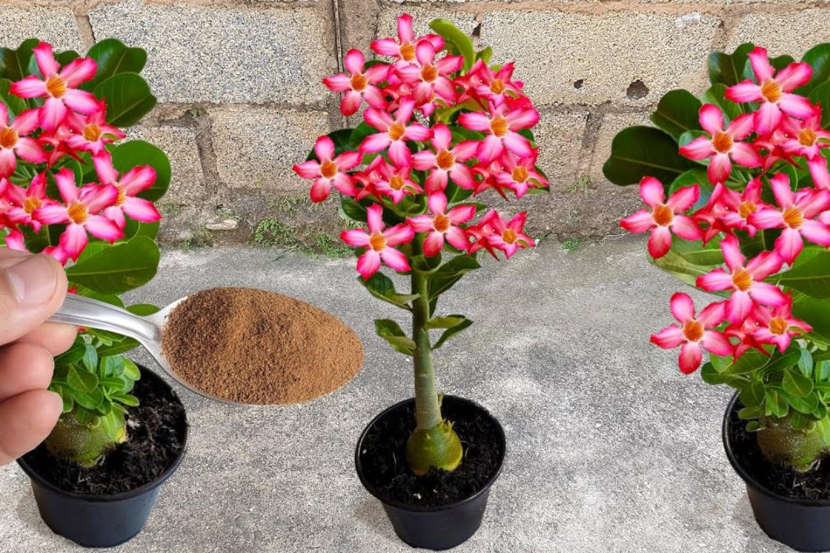 Como cultivar rosa do deserto do jeito certo: veja as dicas para florir sempre