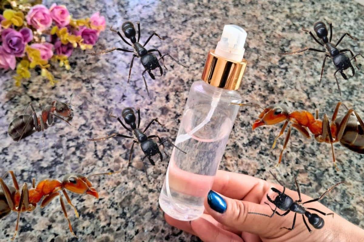 Como espantar as formigas: misturinha fácil e eficiente para ter sempre à mão