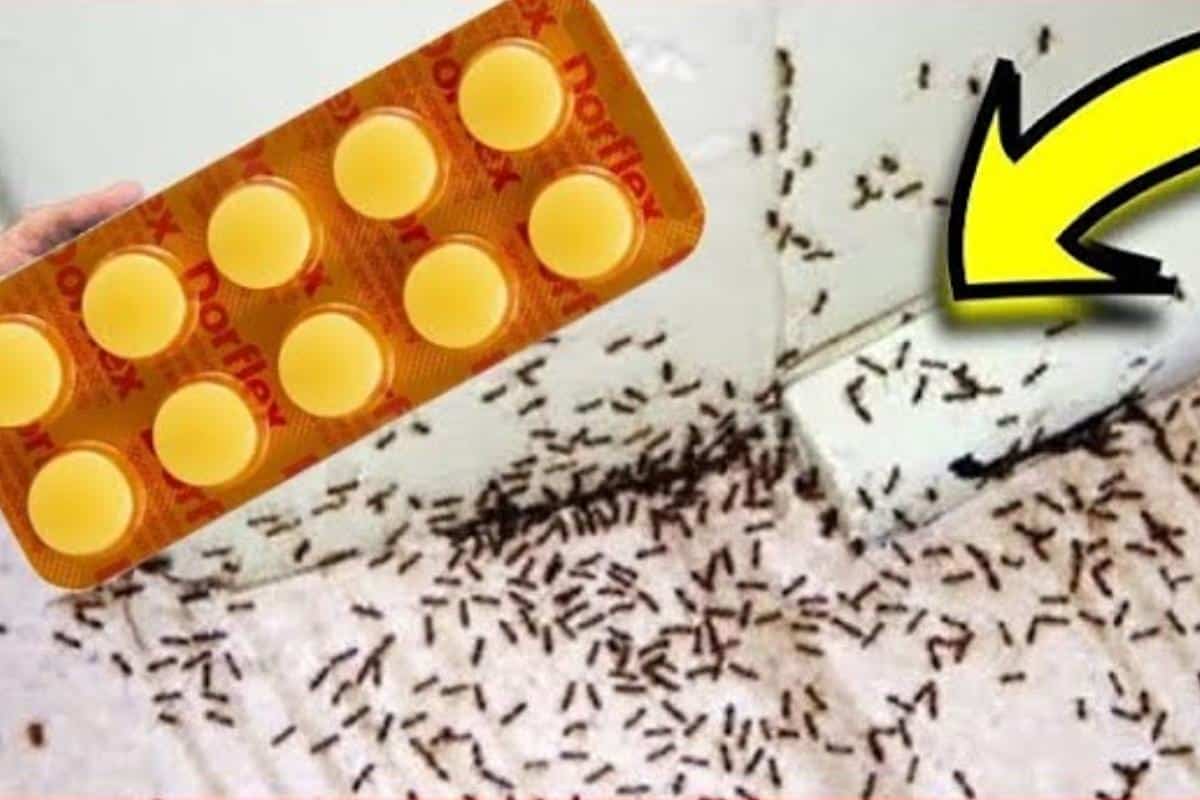 Como espantar formigas da sua cozinha sem precisar passar veneno