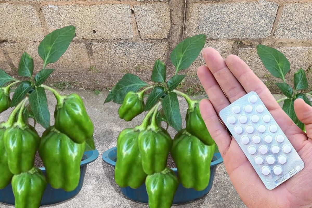 Como plantar pimentão em vaso: técnica para produzir bastante o ano inteiro