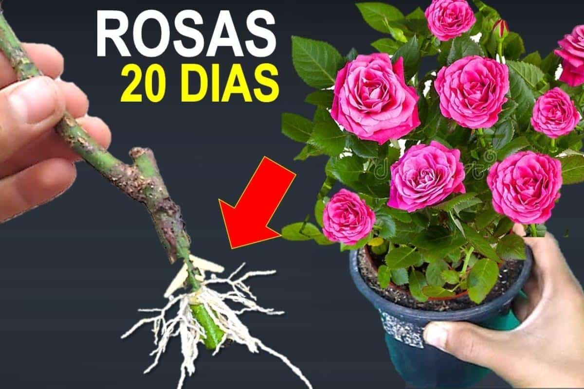 Como plantar rosa pelo galho: veja como multiplicar as flores do seu jardim