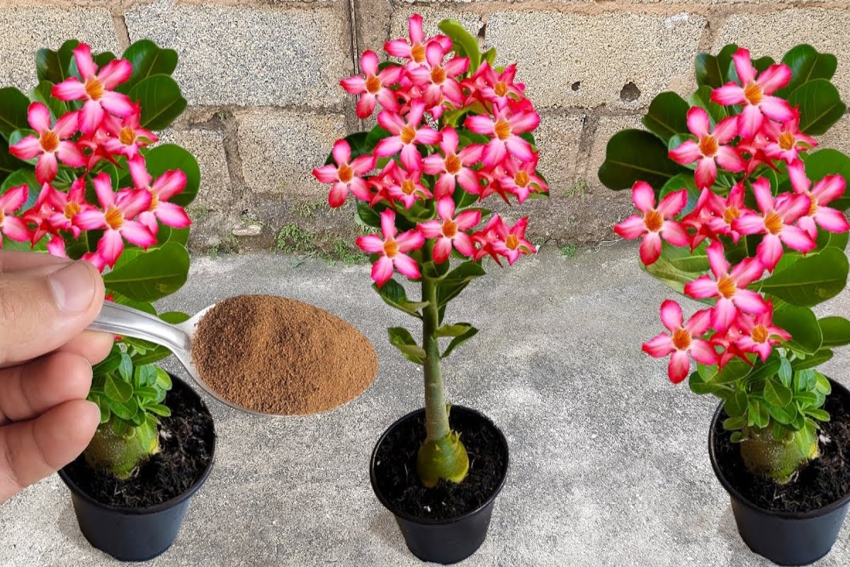 Como cultivar rosa do deserto a ajuda dessa misturinha caseira para que elas floresçam o ano todo