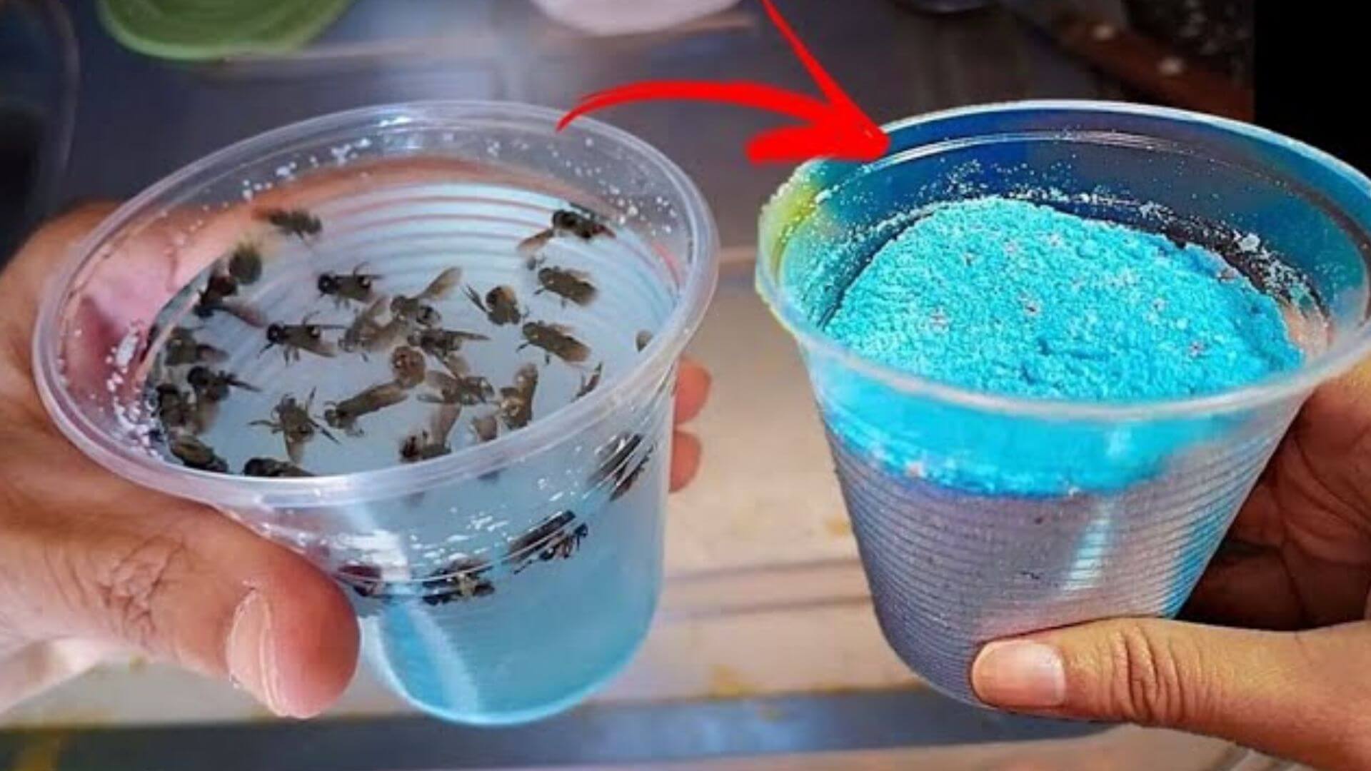 Como acabar com as moscas da sua cozinha sem precisar gastar com veneno