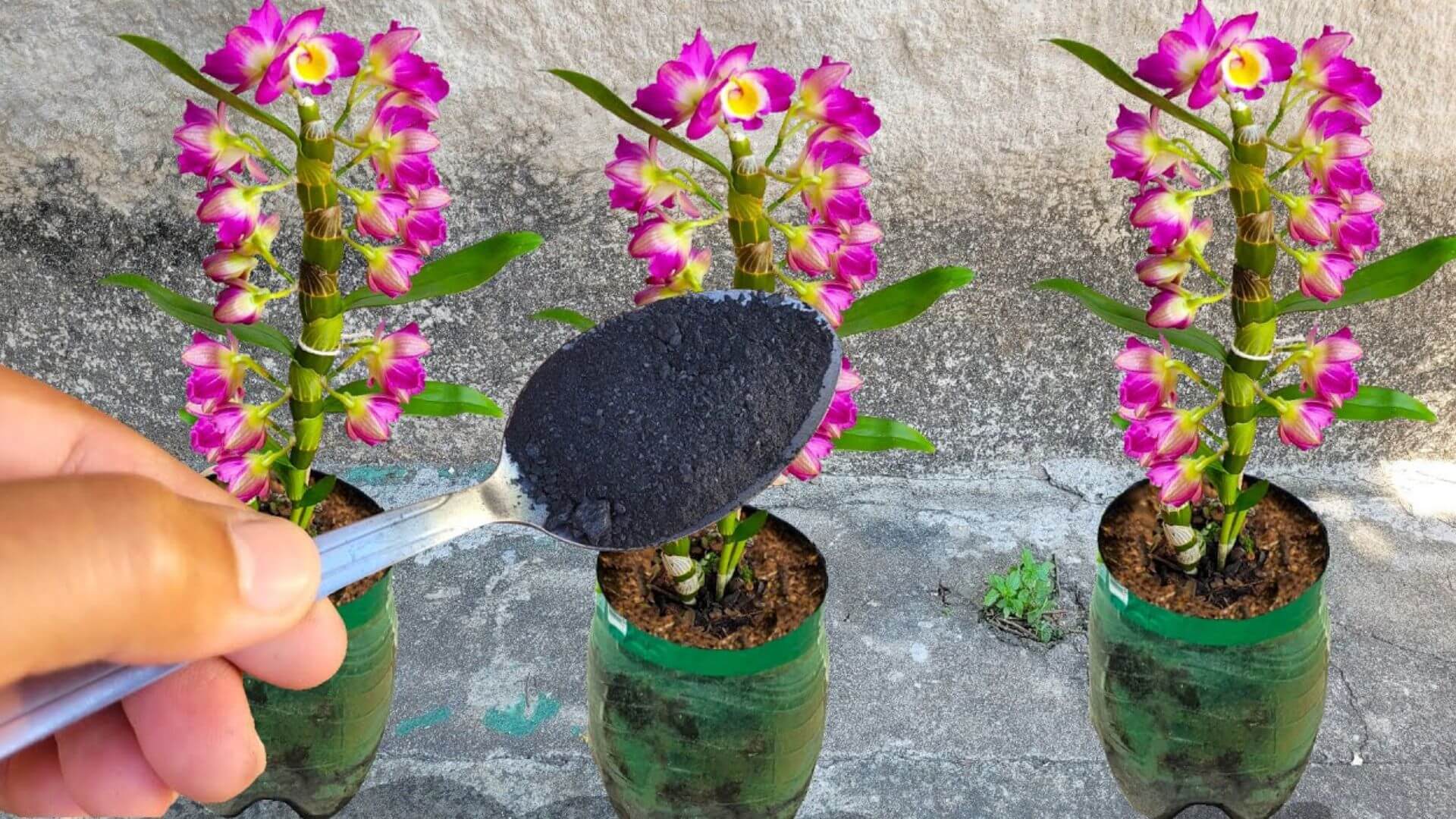 Adubo caseiro para orquídeas: agora seus vasos vão ficar bonitos e floridos
