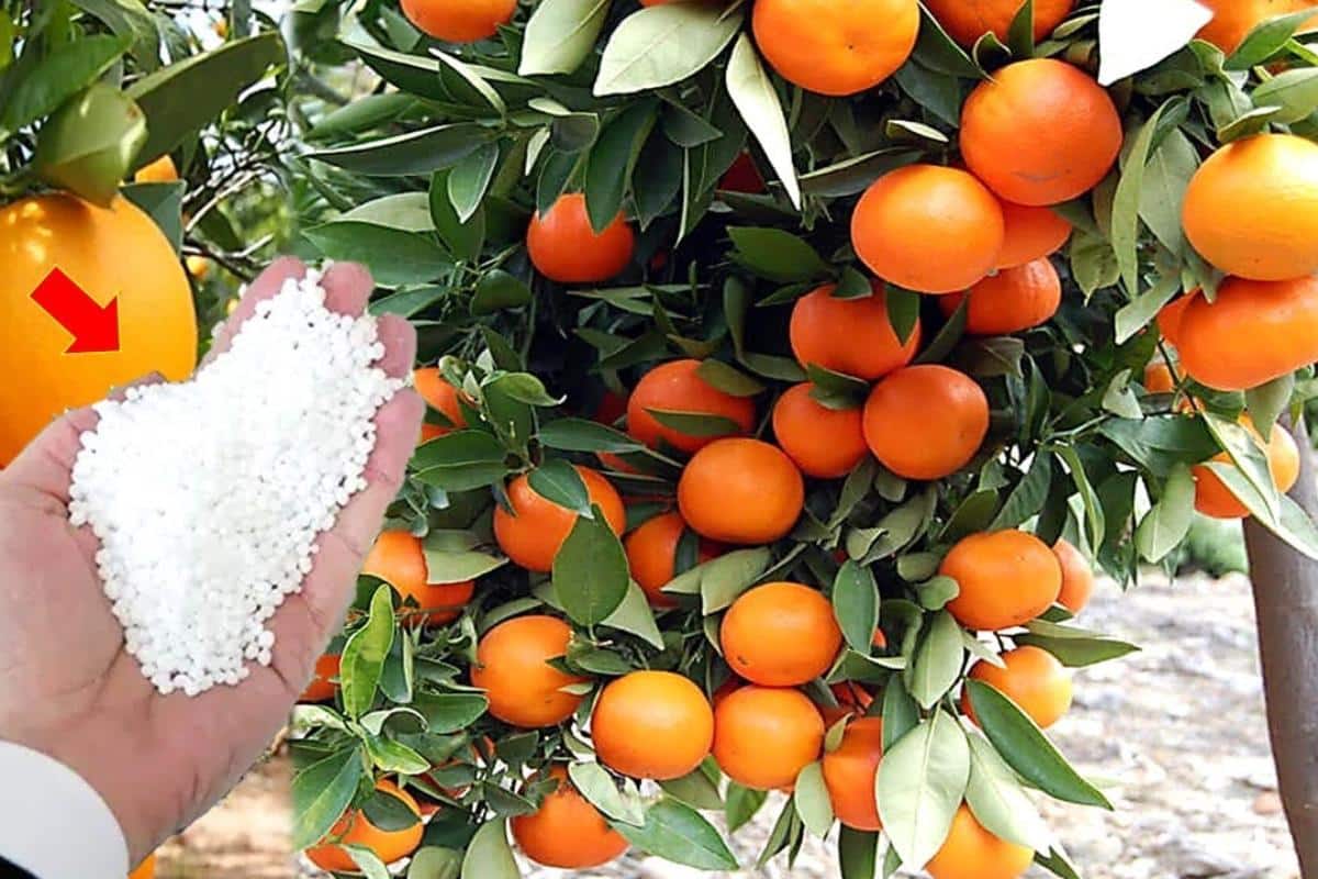 Dica de adubo caseiro: faz qualquer planta crescer e lotar de frutos