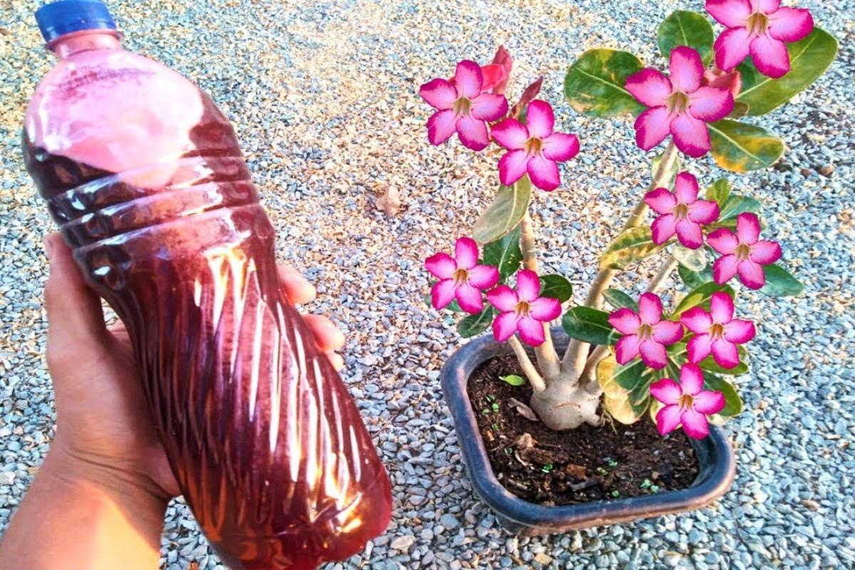 Adubo caseiro para flores: solução caseira e barata que funciona de verdade