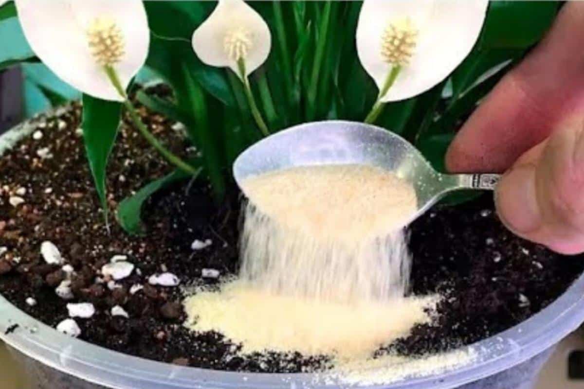 Adubo caseiro para plantas: faz qualquer planta crescer e ficar cheia de flores