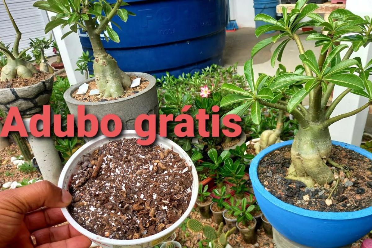 Adubo caseiro para rosa do deserto: veja o que fazer com suas rosas para florir o ano todo