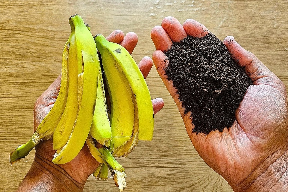 Com essa dica aprendi a fazer um adubo caseiro que serve para qualquer tipo de flor ou planta