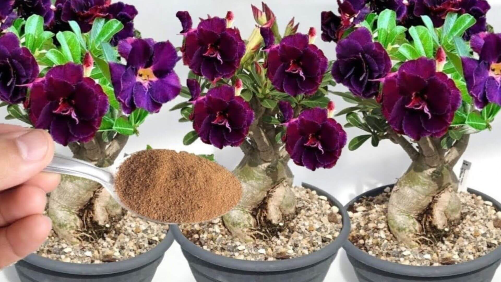 Adubo para flores caseiro: solução que vai fazer seu vaso florir o ano inteiro