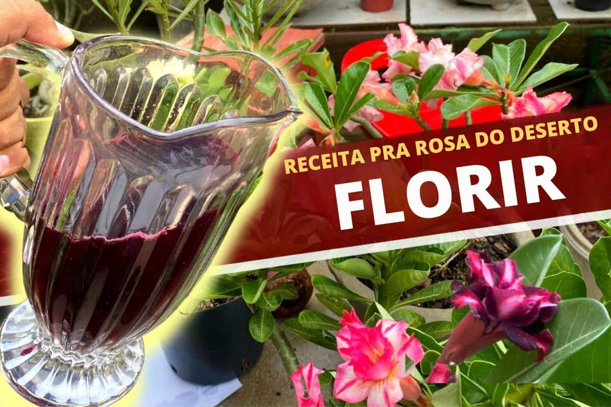 Adubo para rosa do deserto: aprendi uma receita caseira que fez meus vasos lotarem de flores