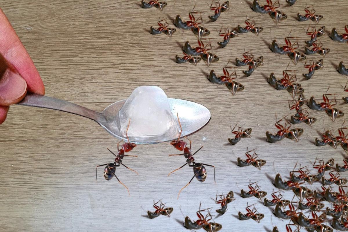 Como acabar com as formigas da sua casa sem precisar de inseticida