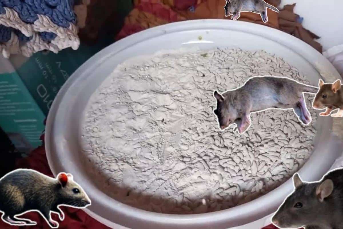 Como acabar com os ratos da sua casa sem precisar mexer com veneno