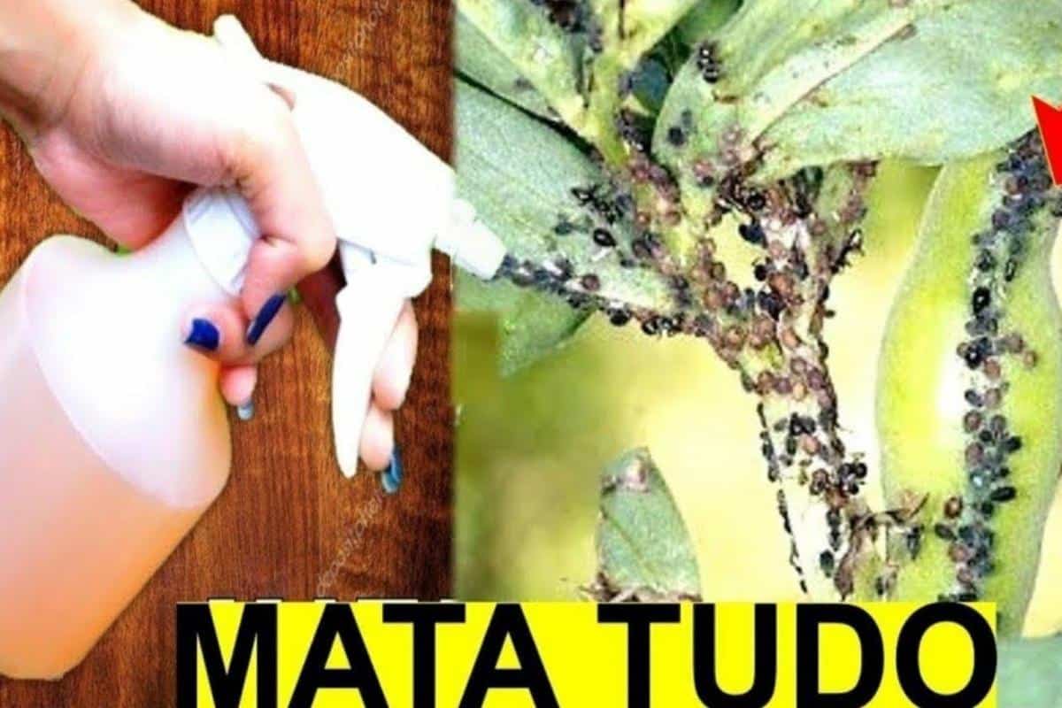 Como acabar com pragas das plantas: não precisa gastar dinheiro inseticida
