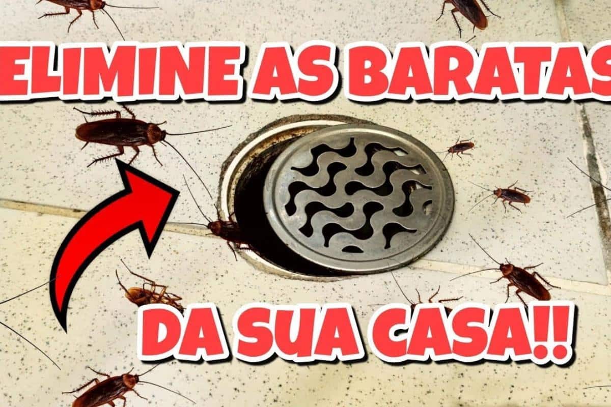 Como espantar baratas sem precisar gastar dinheiro com veneno