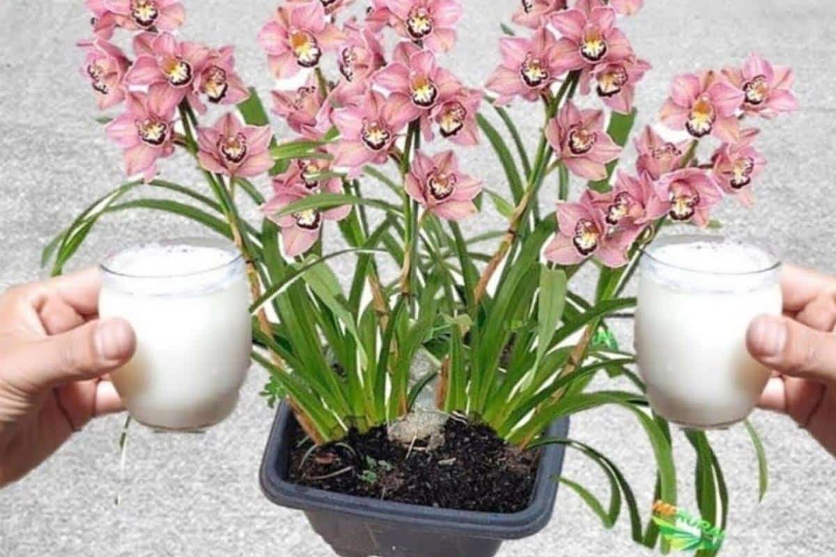 Como fazer planta florir rapidinho: adubo caseiro fácil e econômico de fazer