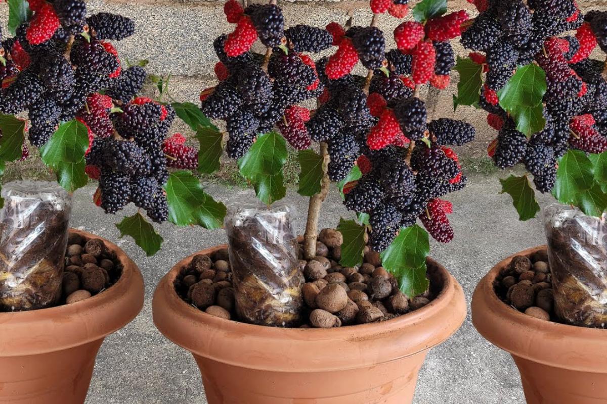 Como plantar amora em vaso: cresce rápido e produz o ano todo