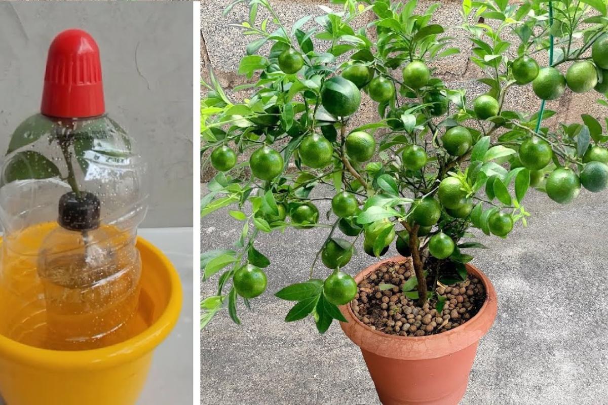 Como plantar limão no vaso de um jeito que produz muito e o ano todo