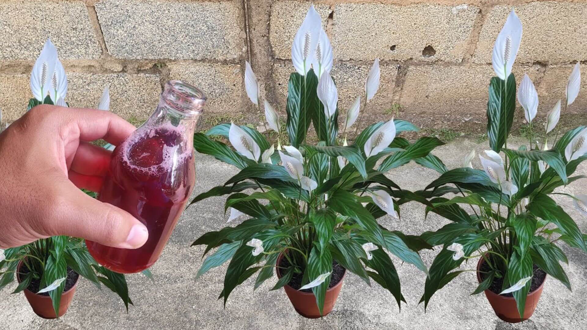 Solução caseira para plantas que faz sua planta dobrar de tamanho em pouco tempo