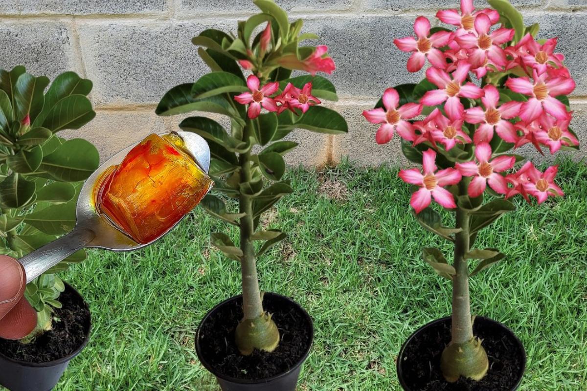 Como fazer adubo para rosa do deserto: seus vasos vão florir o ano todo sem parar